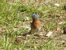 Eastern Bluebird, BLUEB1