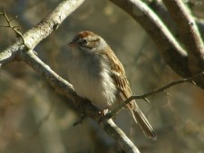 Chipping Sparrow, 