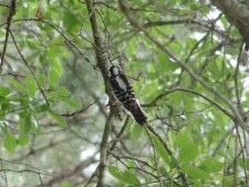Downy or Possible Hairy Woodpecker