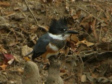 Belted Kingfisher, Female(Ceryle alcyon)