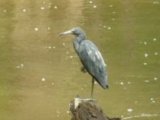 Young Little Blue Heron