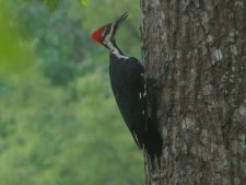 Pileated Woodpecker, PILWP1