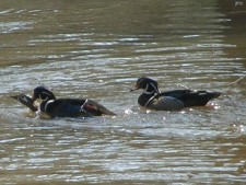 Wood Duck,( 2 males after the same female)
