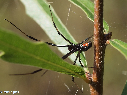 black widow spider east texas