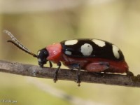 Eight-spotted Flea Beetle