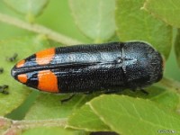 Texas Redbud Borer Beetle