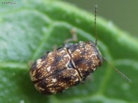 Pachybrachis Leaf Beetle