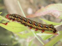 Banded Sphinx Moth Caterpillar