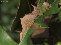 Checkered-Fringe Prominent Moth Caterpillar