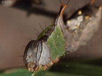 Checkered-Fringe Prominent Moth Caterpillar