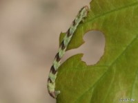 Pug Moth Caterpillar