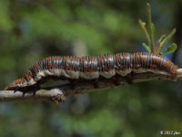 Underwing Moth Caterpillar