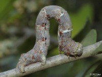Woolly Gray Moth Caterpillar