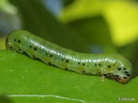 Sawfly Larvae