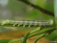 Intractable Quaker Moth Caterpillar