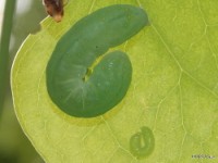 Spotted Phosphila Moth Caterpillar