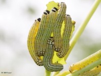 Early Instar Turbulent Phosphila Moth Caterpillar