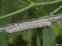Greater Oak Dagger Moth Caterpillar