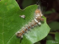 Yellow-haired Dagger Moth Caterpillar(early instar)