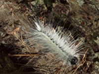 Ruddy Dagger Moth Caterpillar