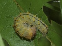 Afflicted Dagger Moth Caterpillar