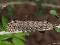 Tufted White Pine Moth Caterpillar