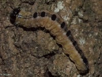 Possible Ruddy Dagger Moth Caterpillar(ready to pupate)