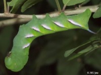 Pawpaw Sphinx Moth Caterpillar