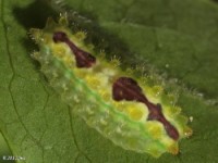 Purple-Crested Slug Moth Caterpillar(Mildly Venomous)