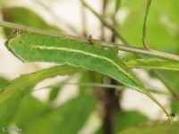 Prominent Moth Caterpillar