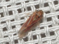 The smallest Leafhopper Photographed