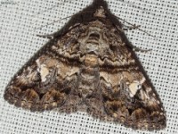Live-Oak Metria Moth
