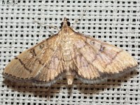 Hollow-spotted Blepharomastix Moth