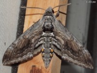 Five-spotted Hawk Moth (Manduca quinquemaculatus)