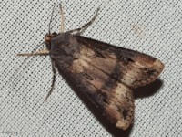 Ipsilon Dart Moth