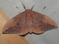 Texas Imperial Moth(Eacles imperialis nobilis)