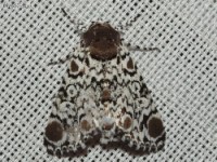 Harris's Three Spot Moth