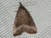 Common Pinkband Moth