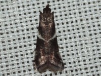 Crescent-winged Caudellia Moth