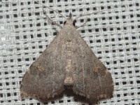 Pygmy Redectis Moth