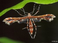 Himmelman's Plume Moth