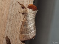 Major Datana Moth