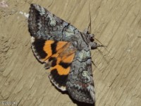 Similar Underwing Moth