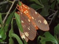 Regal Moth(Citheronia regalis)