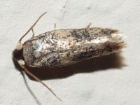 Moth(Ectoedemia sp., probably obrutella)