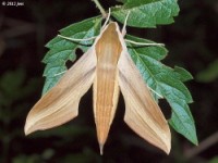 Tersa Shpinx Moth