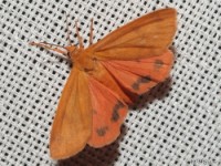 Orange Holomelina Moth