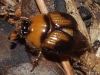 Earth-Boring Scarab Beetle