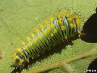 Early instar Polyphemus Moth Caterpillar
