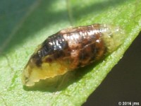 Prob. Syrphid Fly Larvae